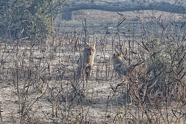 Keoladeo national park-014